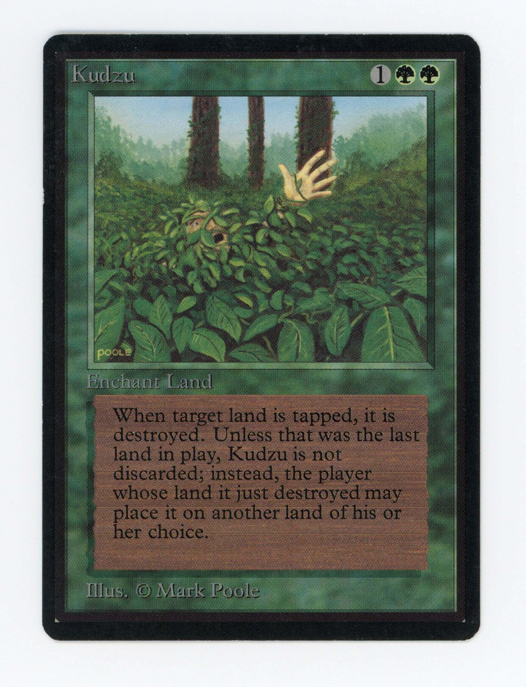 Kudzu — ID 16845